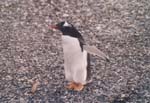 tierra del fuego - pinguins - 